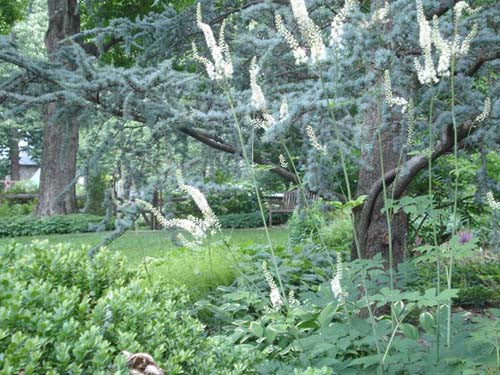 Cimicifuga (Actaea) racemosa Snakeroot