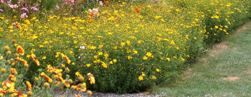 Coreopsis verticillata Zagreb'