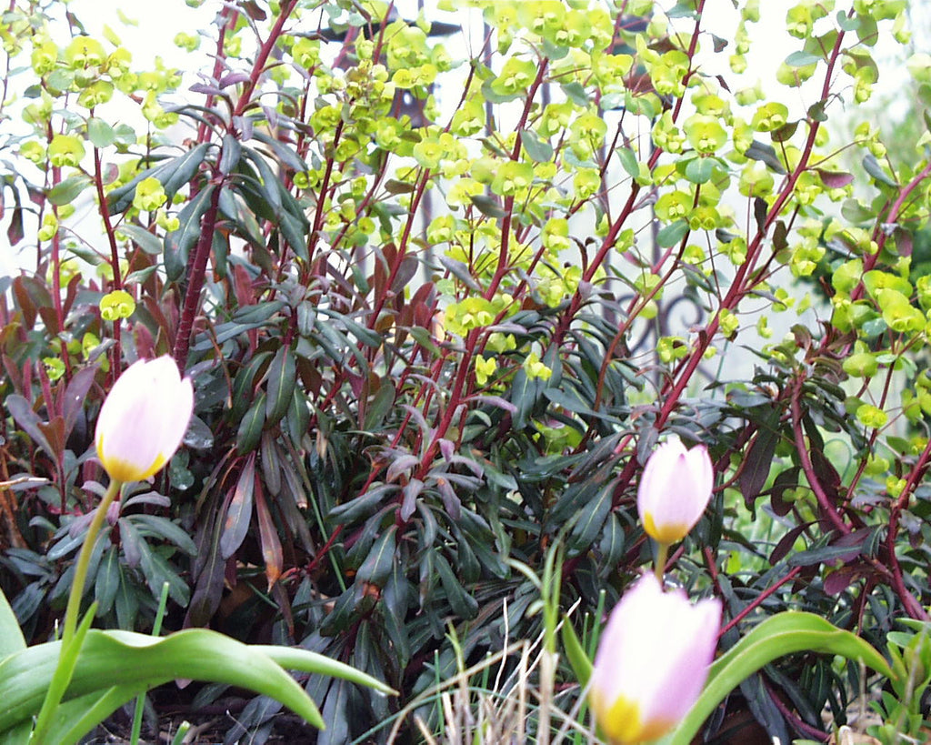 Euphorbia dulcis Chameleon' Spurge aka" Rainbow"