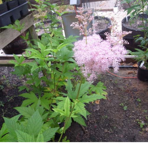 Filipendula purpurea Elegans' White Meadowsweet