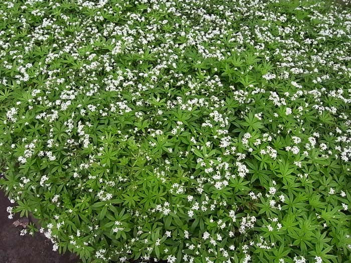 Gallium odoratum Sweet Woodruff