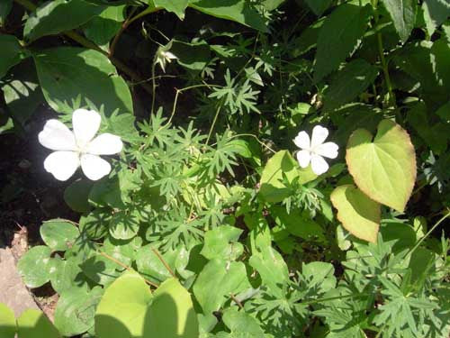 Geranium sanguineum Album