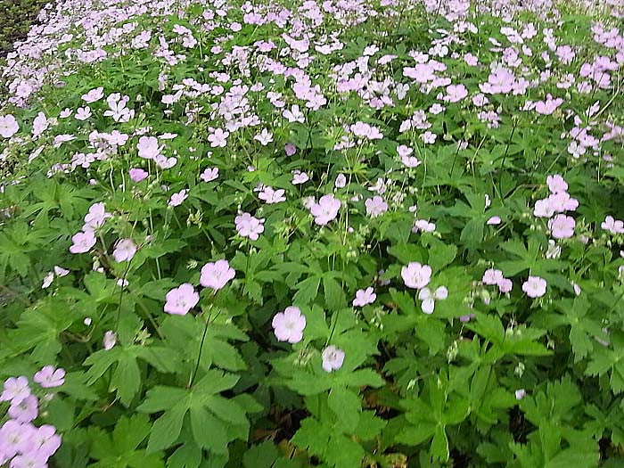 Geranium maculatum