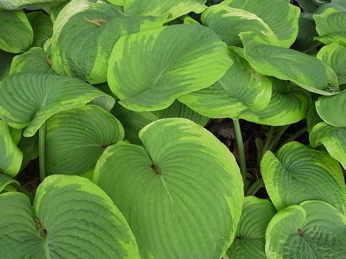 Hosta fortunei Gold Standard'