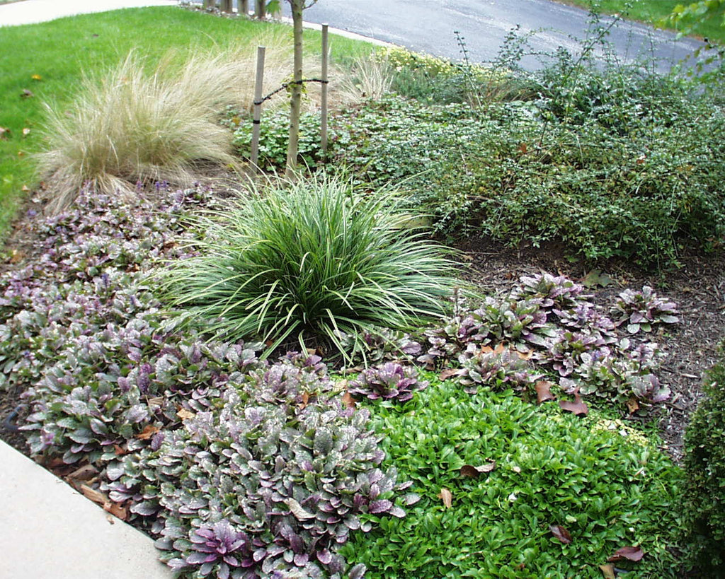 Carex muskingomensis Ice Fountain's Variegated Palm Branch Sedge