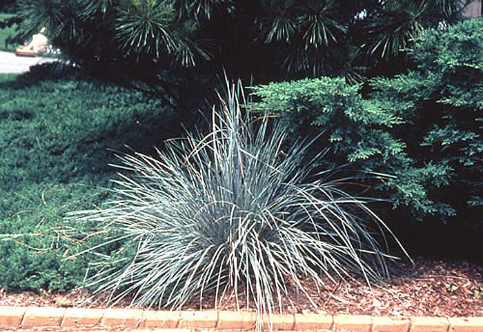 Helictotrichon sempervirens Blue Oat Grass NOT AVAILABLE