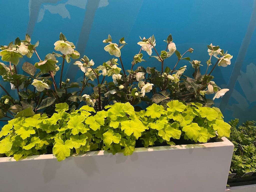 Helleborus hybridus 'Ivory Prince' SOLD OUT
