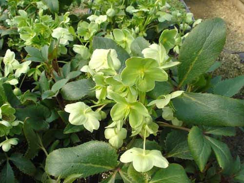 Helleborus argutifolius Corsican Hellebore NOT AVAILABLE