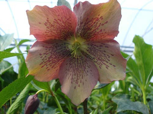 Helleborus foetidus 'Wester Flisk' Not available