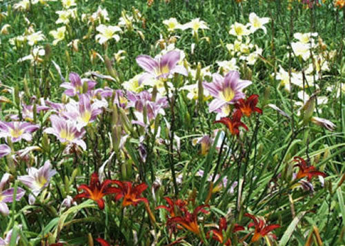 Hemerocallis Lavender Sky'