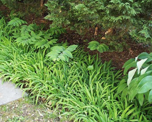 Iris cristata Dwarf Crested Iris