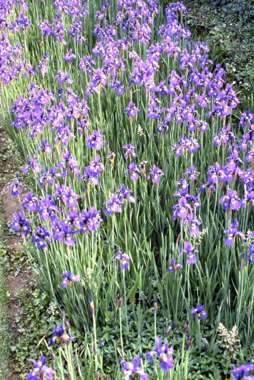 Iris sibirica Dreaming Spires'