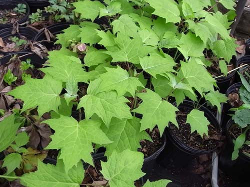 Kirengeshoma koreana SOLD OUT