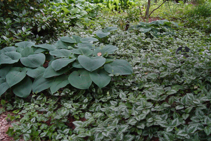 Lamium galeobdolon Yellow Archangel