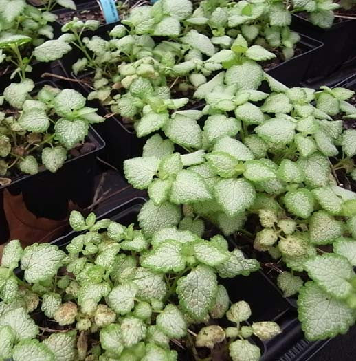 Lamium  maculatum 'White Nancy'