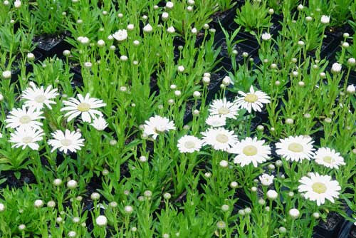 Leucanthemum maximum Switzerland' – Earthly Pursuits, Inc.