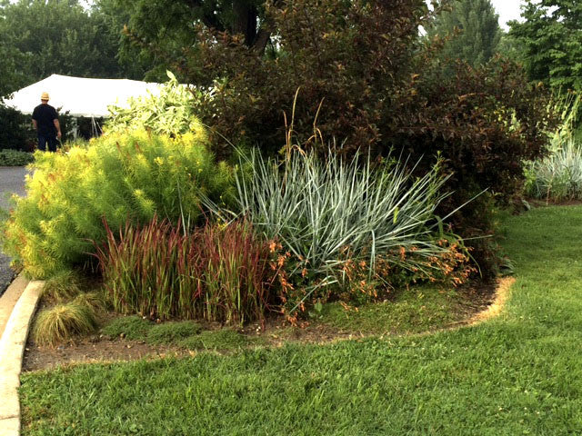 Elymus (Leymus) arenarius Blue Dune' Blue Lyme Grass