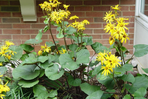 Ligularia dentata Desdemona'