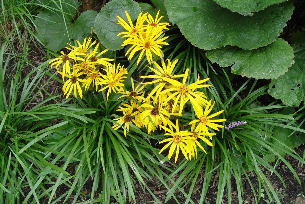 Ligularia stenocephala The Rocket'