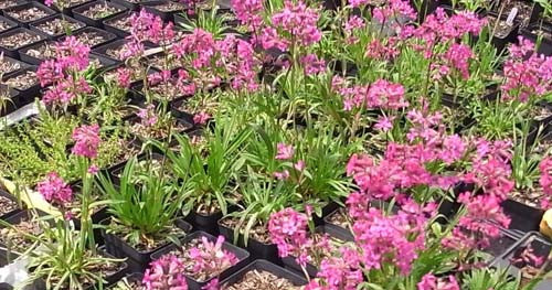 Lychnis viscaria Thurnau' Catchfly