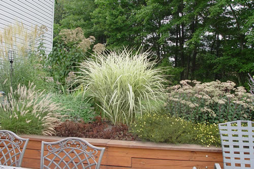 Miscanthus var. condensatus Cabaret' Variegated Silver Grass NOT AVAILABLE