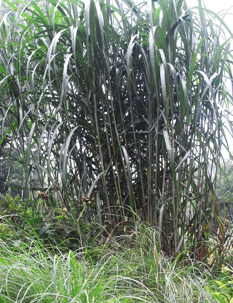 Miscanthus giganteus Giant Miscanthus