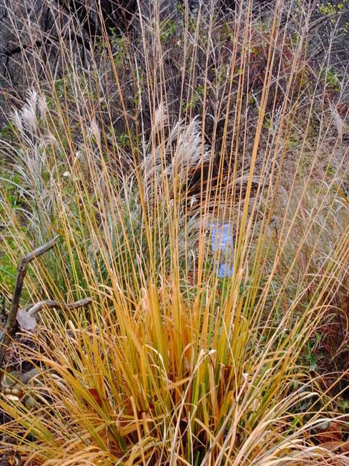 Molinia litoralis Skyracer' Tall Purple Moore Grass; 'Skyracer'
