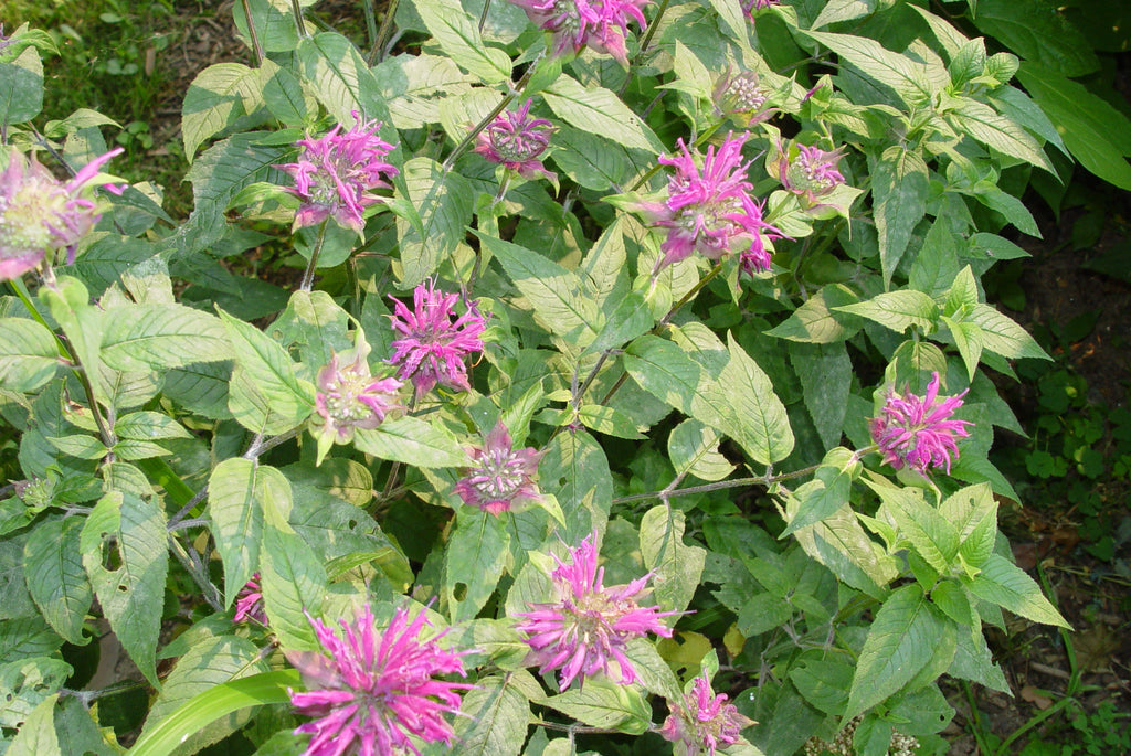 Monarda fistulosa Wild Bergamot