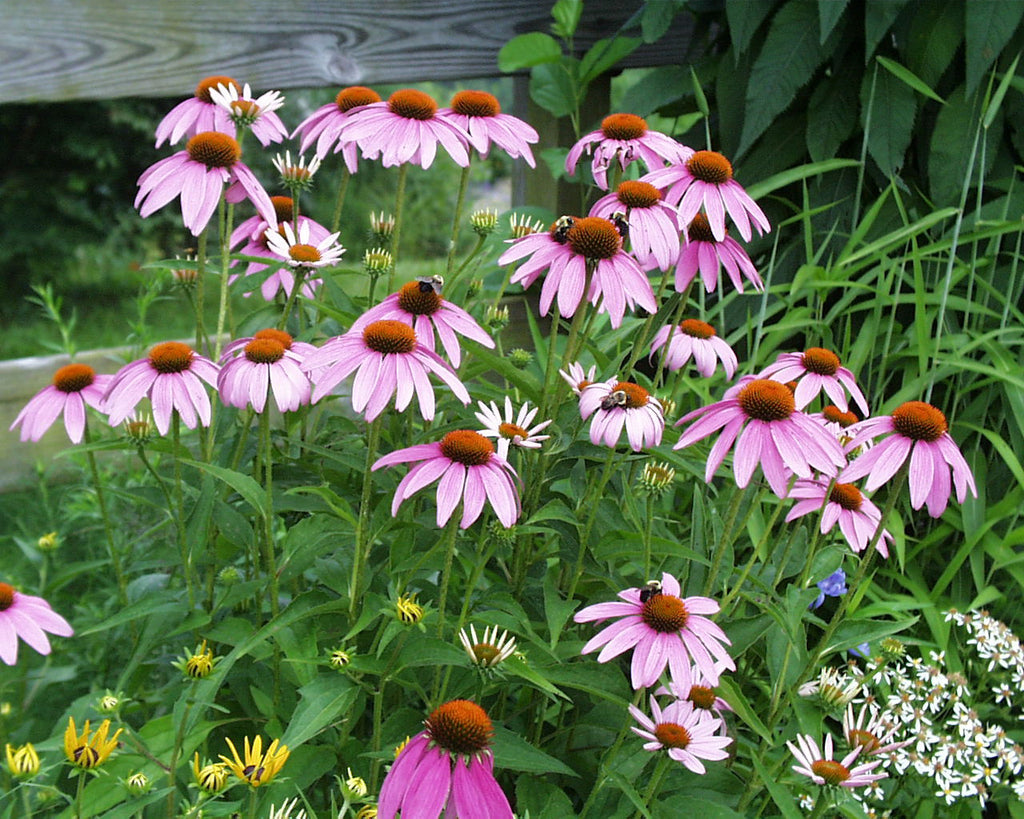 Echinacea purpurea Purple Coneflower