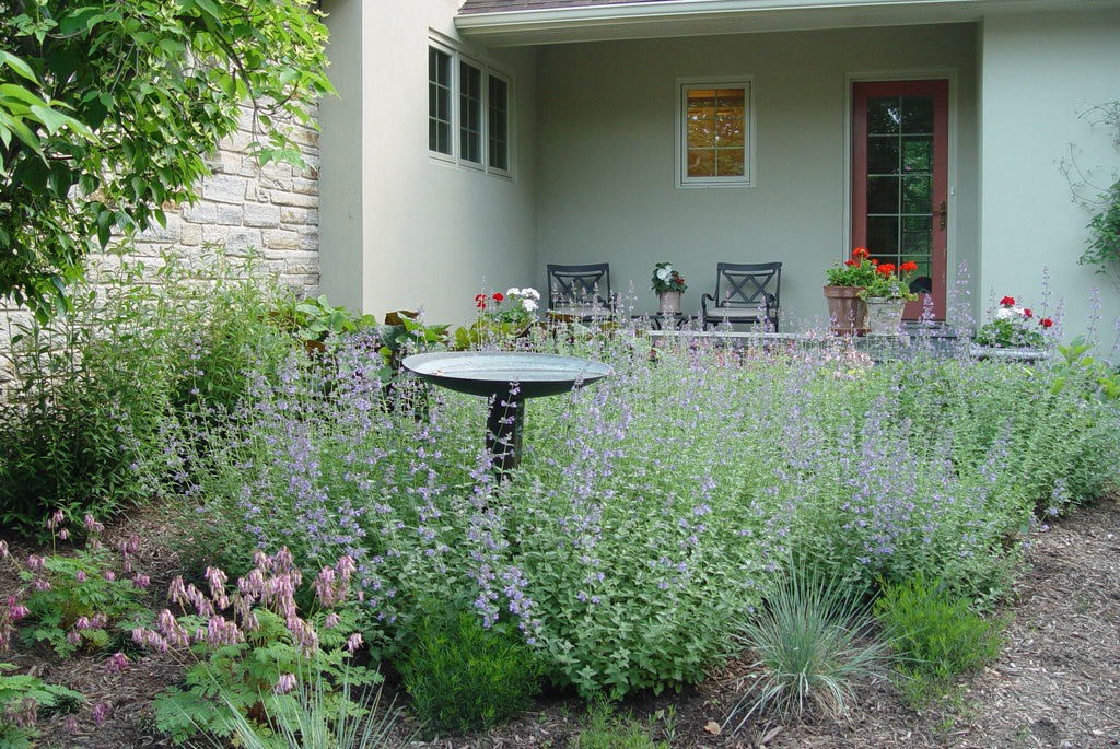 Nepeta fassenii Walkers Low' Blue Catmint