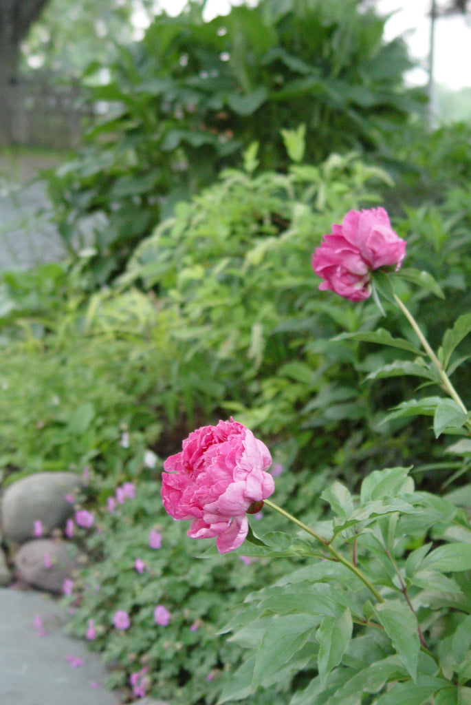 Paeonia Assorted