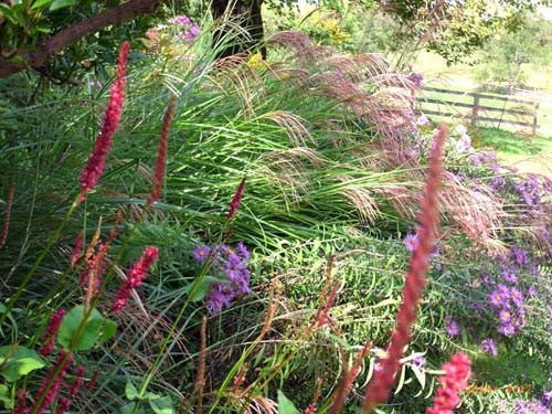 Persicaria amplexicaulis Firetail' Polygonum