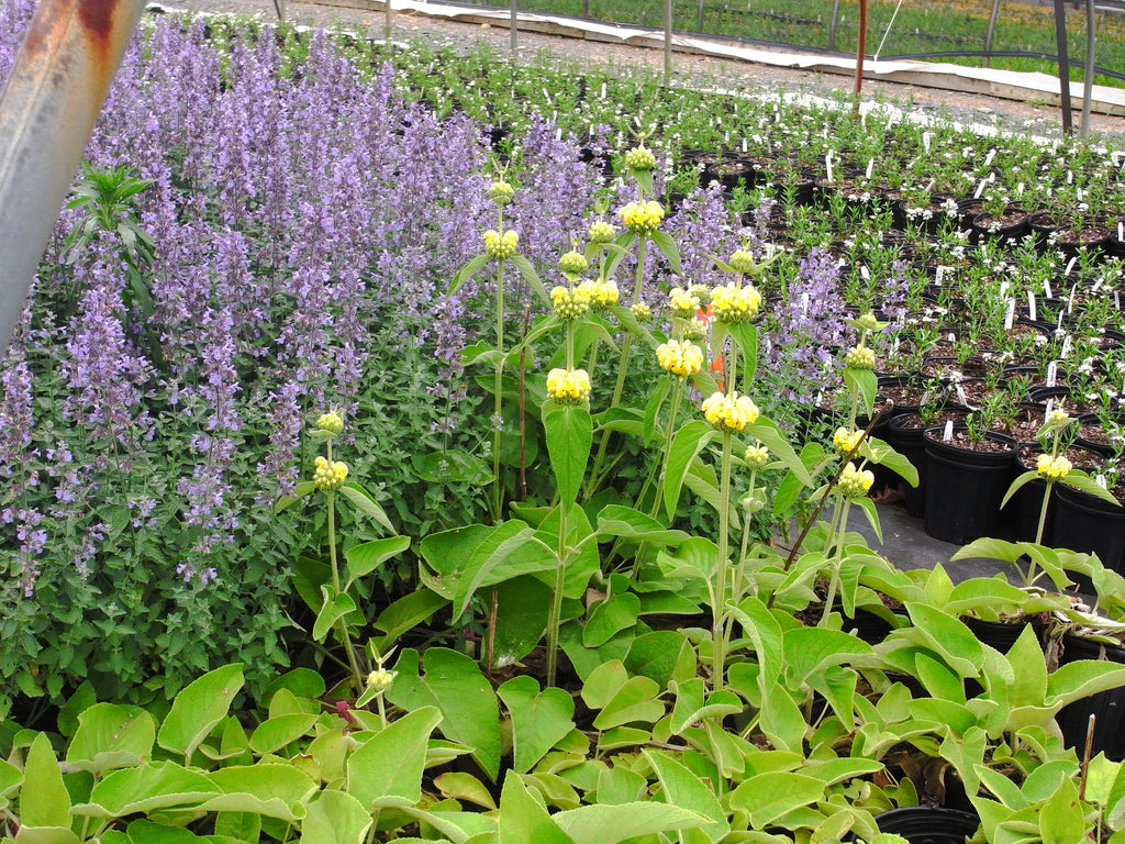 Nepeta fassenii Six Hill Giant' Blue Catmint