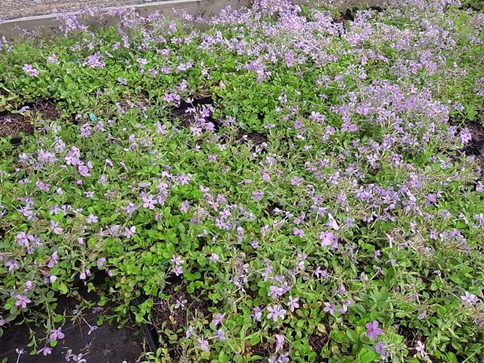 Phlox stolonifera Blue Ridge' SOLD OUT FOR THE SEASON