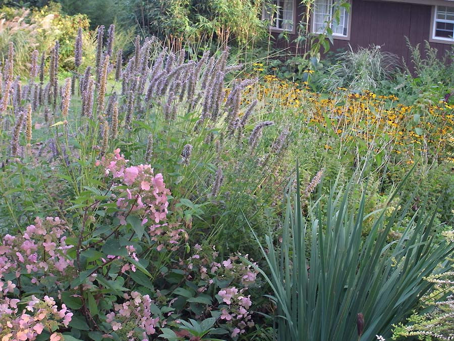 Agastache Black Adder' Hyssop