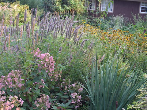 Agastache Black Adder' Hyssop