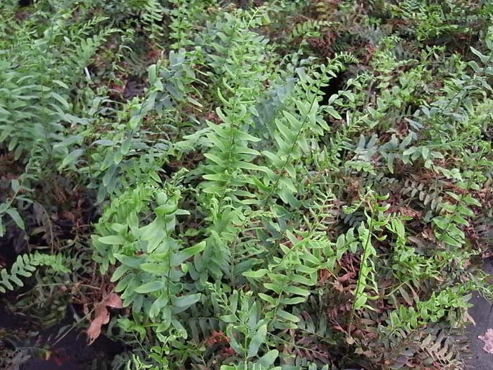 Polystichum acrostichoides Christmas Fern