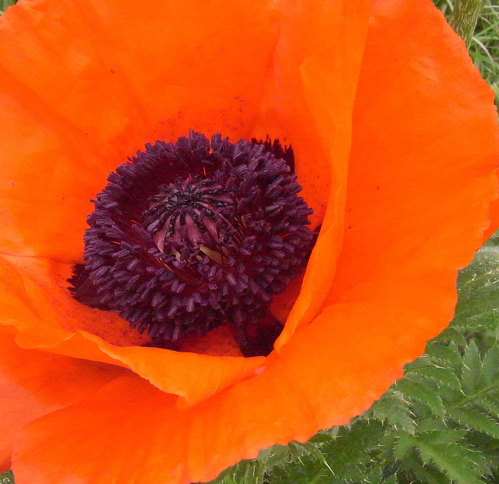 Papaver orientale Tuerkenlouis' Oriental Poppy NOT AVAILABLE