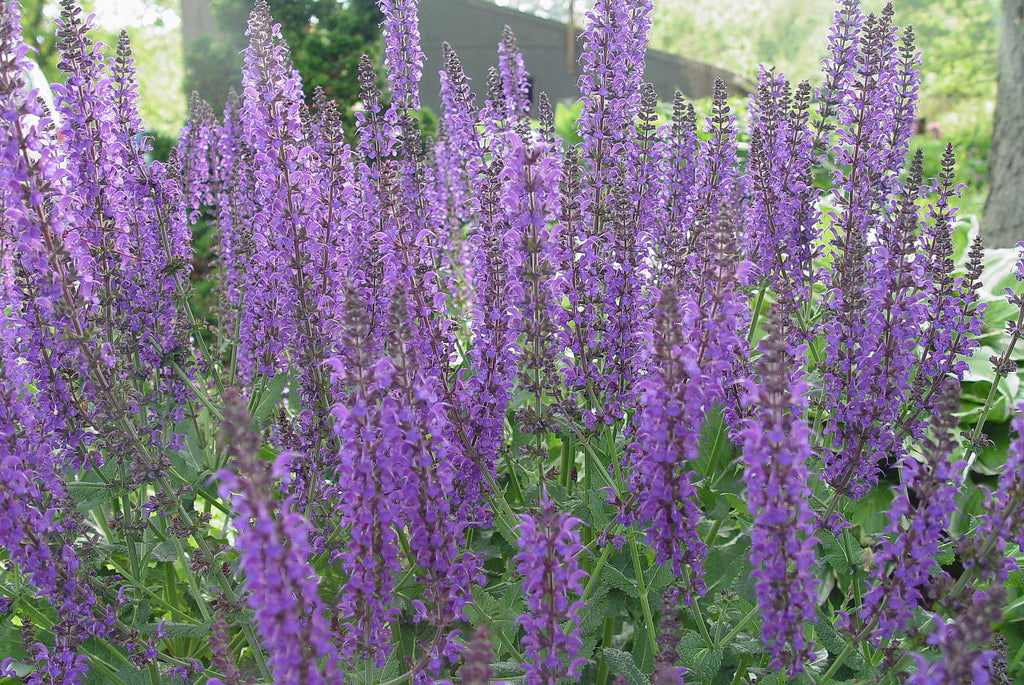 Salvia nemerosa Mainacht'