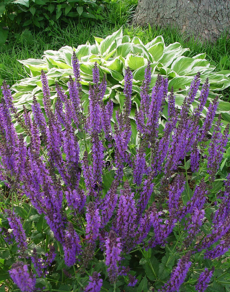 Salvia nemerosa Ost Friesland'