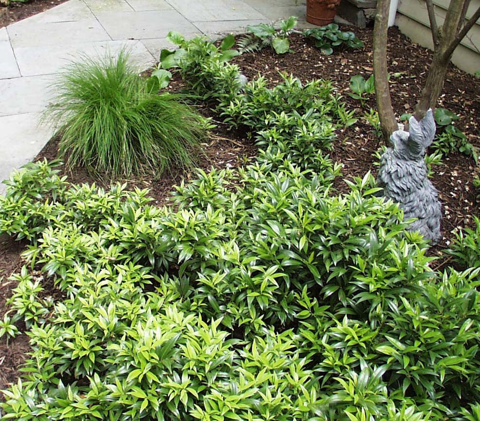 Sarcococca hookeriana var.humilis Sweet Box