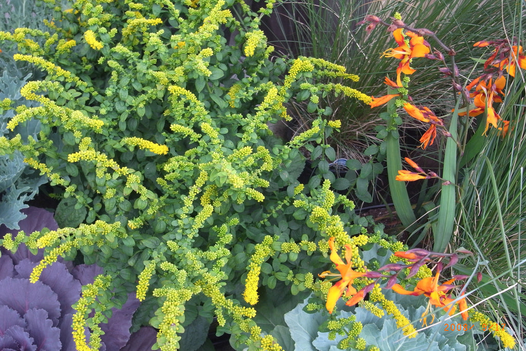 Solidago rugosa Fireworks' Goldenrod