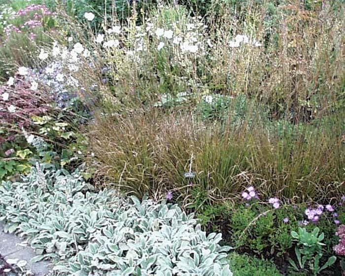 Stachys byzantine Silver Carpet' Lamb's Ear GALLONS ONLY