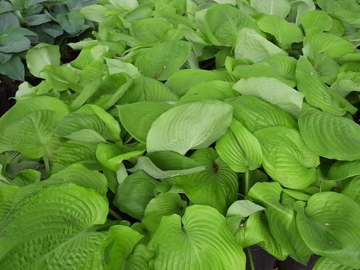 Hosta Sum and Substance'