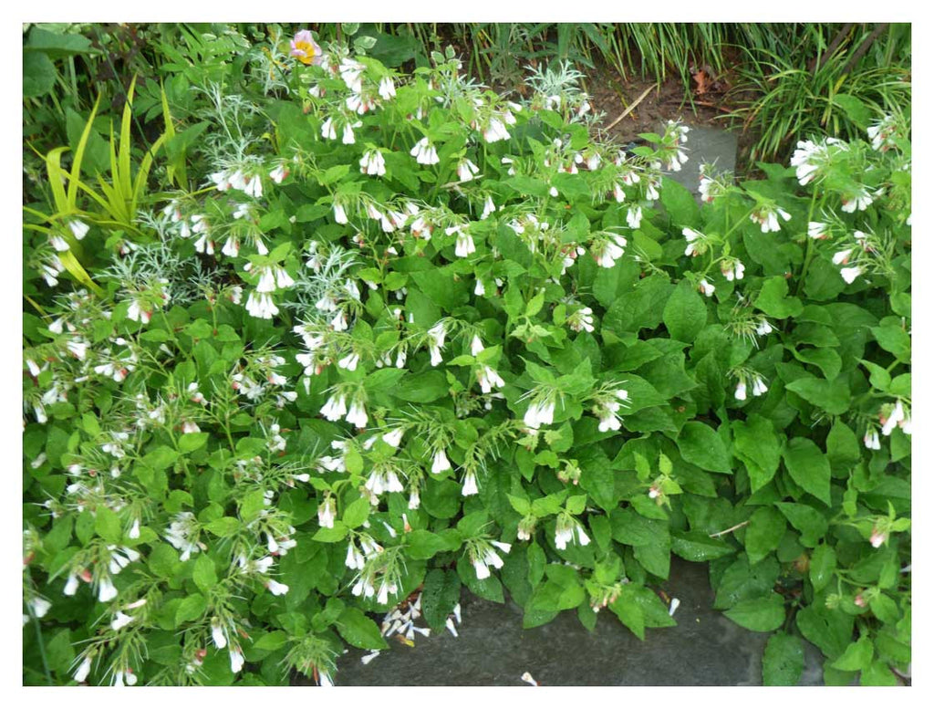 Symphytum grandiflorum Comfrey