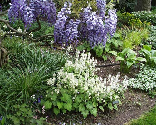 Tiarella cordifolia Foamflower