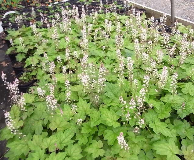 Tiarella wherri Foamflower