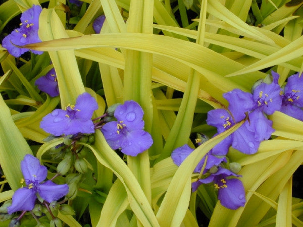 Tradescantia Sweet Kate' Spiderwort SOLD OUT