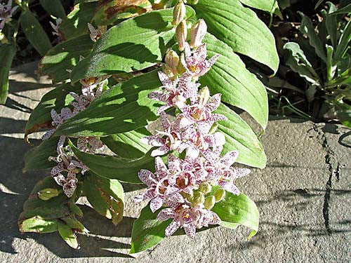 Tricyrtis hirta Variegata' Toad Lily