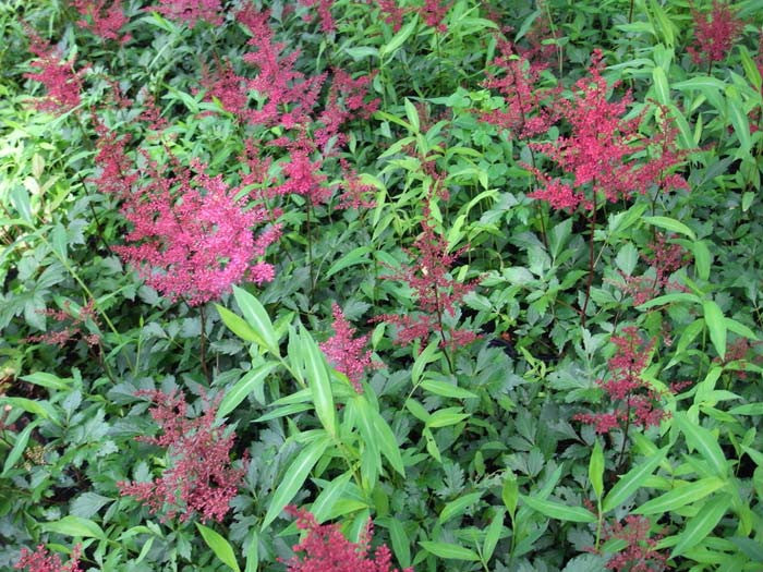 Astilbe japonica FANAL
